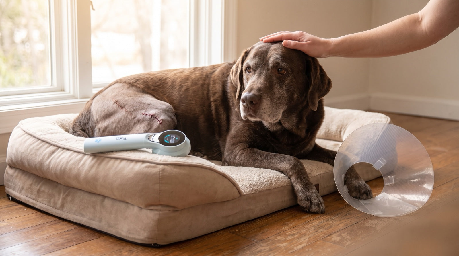 Dog recovering at home after TPLO surgery, resting in a padded pen with an e-collar during the first weeks of crate rest