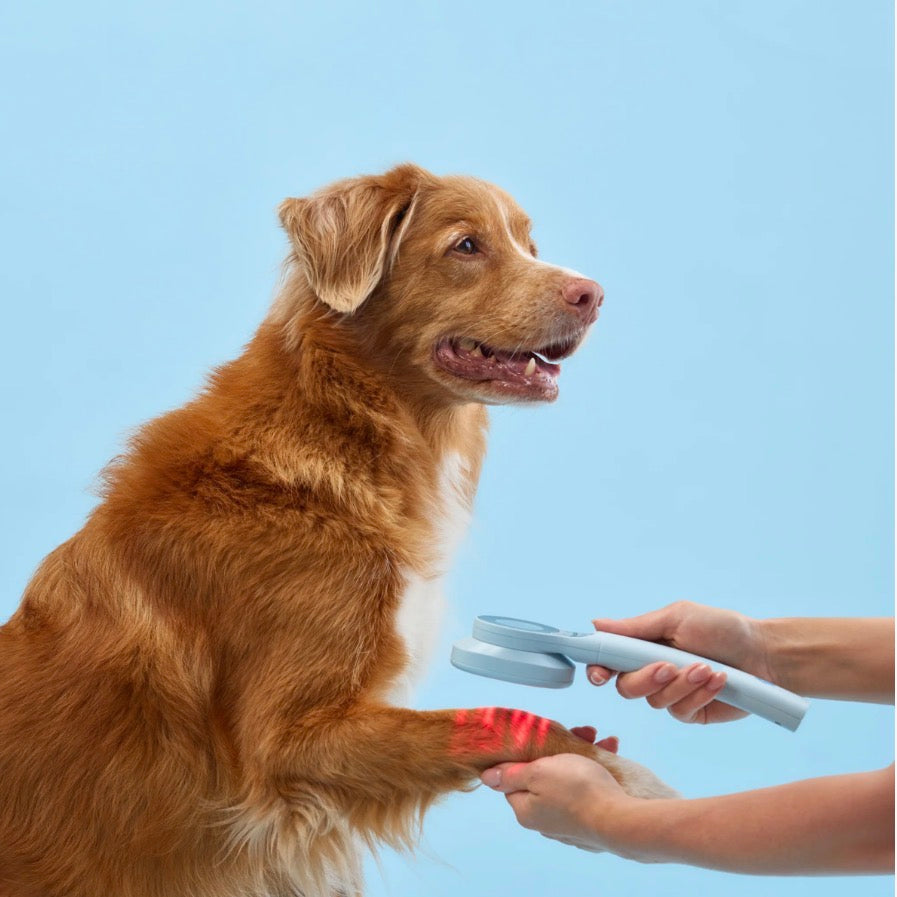 What Is Red Light Therapy for Pets and How Does It Work?